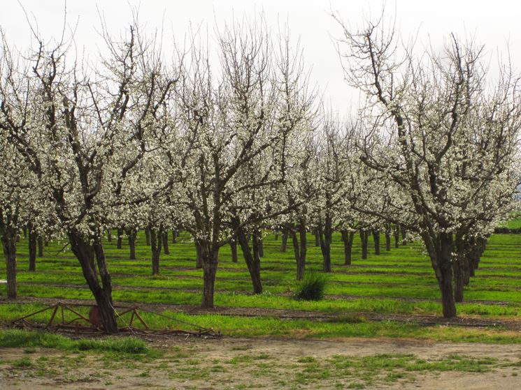 alberi prugne