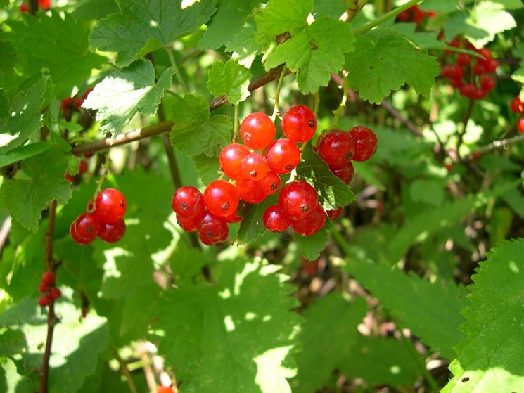 Ribes - Ribes - Frutteto - Ribes - Frutteto