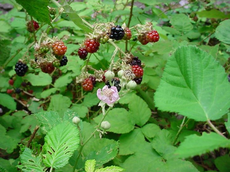 rubus