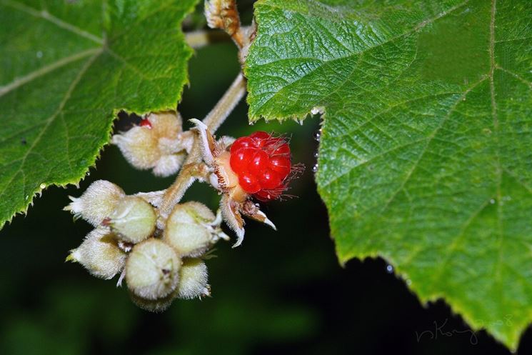 rubus moluccanus