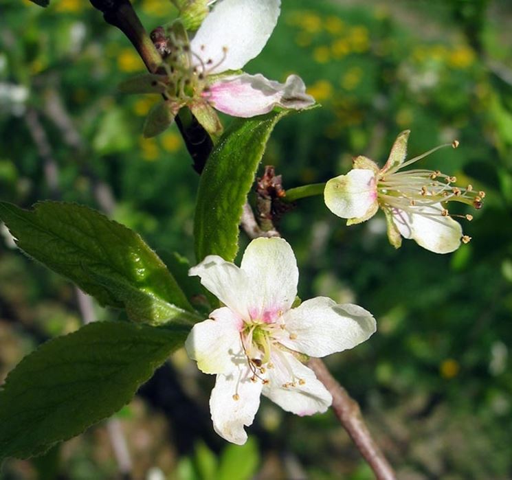 fiori susino