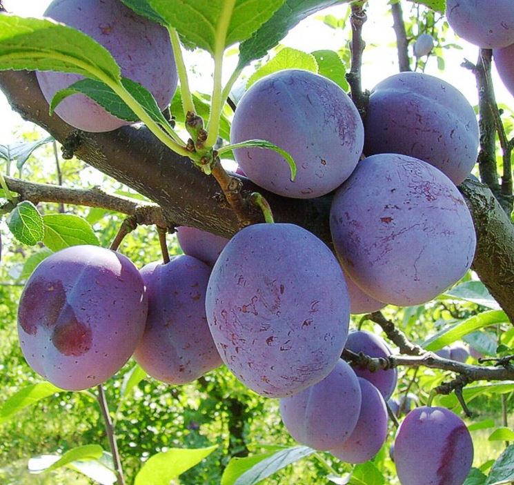 Pianta Di Susino Santa Rosa In Vaso, Età 2 Anni, Altezza 140 Cm, Vaso 20 Cm, Albero Da Frutto Vero, Autofertile, Maturazione A Luglio, Venduta Da EGarden.store