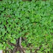 dichondra repens