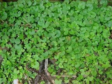 dichondra repens