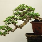 bonsai