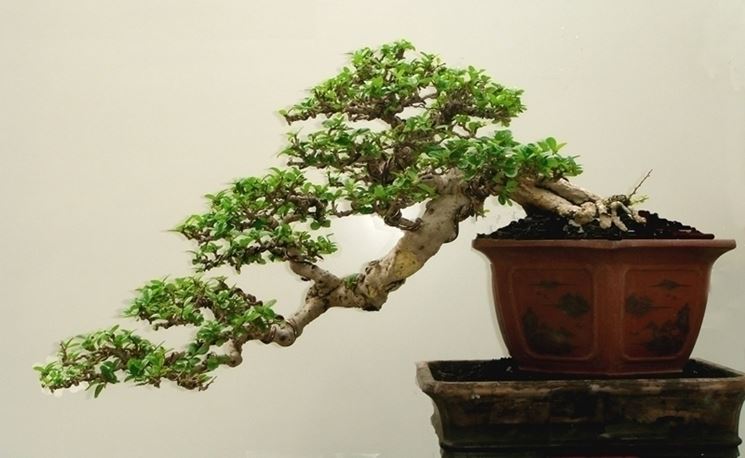 bonsai