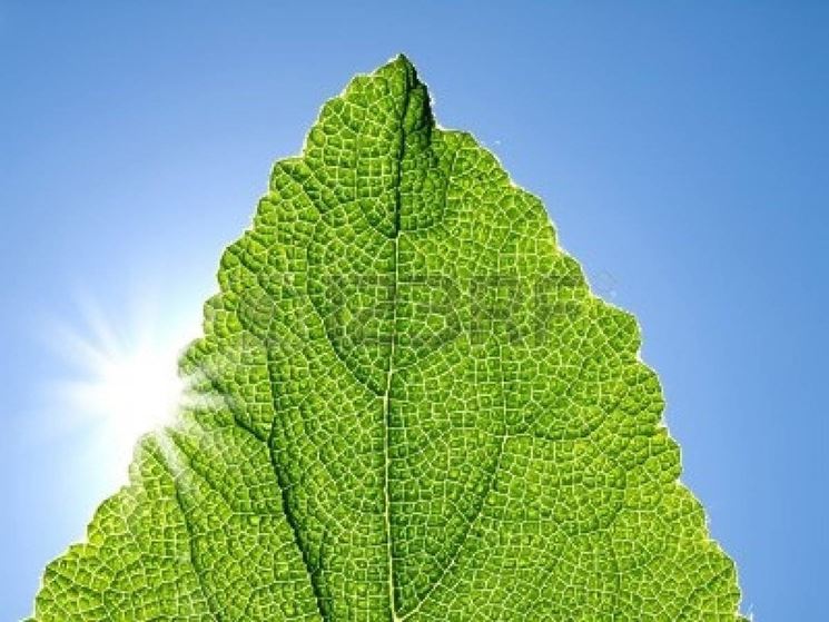 La clorofilla  presente nelle foglie verdi