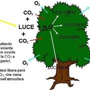 fotosintesi clorofilliana riassunto