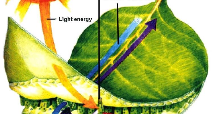 La fotosintesi avviene nelle foglie