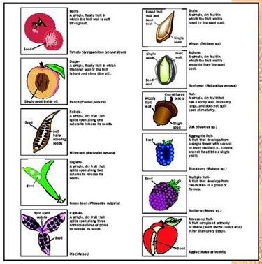 tipologie di frutti