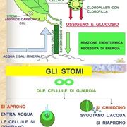 Uno schema della fotosintesi clorofilliana