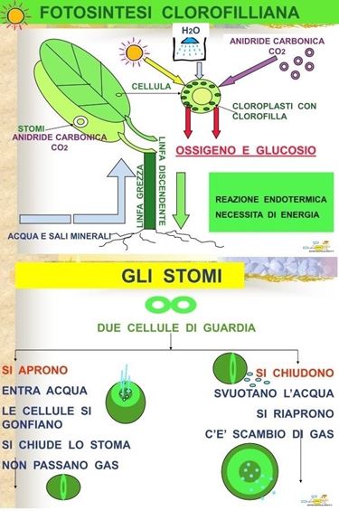 Uno schema della fotosintesi clorofilliana