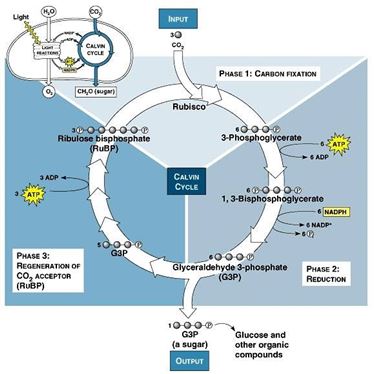 Schema del ciclo di Calvin