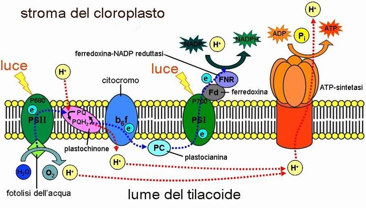 Lo schema della fase luminosa