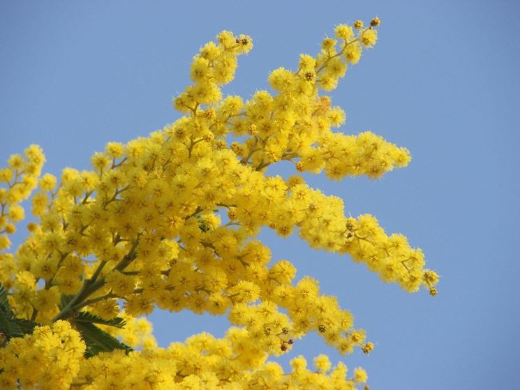 Mimosa