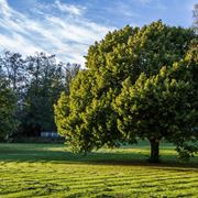 tipi di quercia