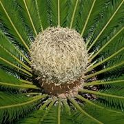 cycas