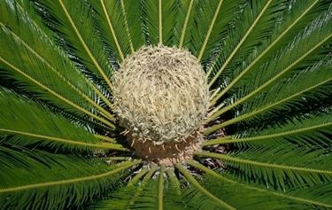 cycas