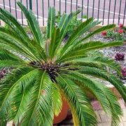 Cycas pianta