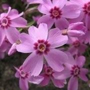 Phlox