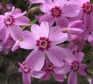 Phlox