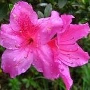 azalea