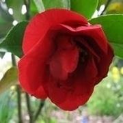 camelia