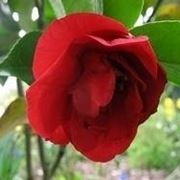 Camelia