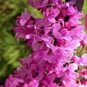 cercis 