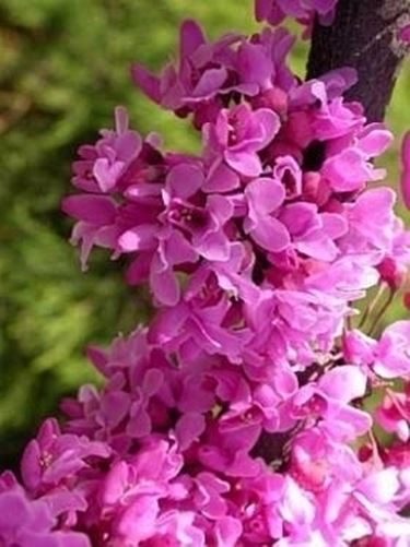 cercis 