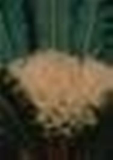 cycas