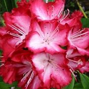 rododendro