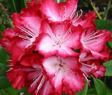 rododendro