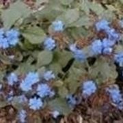 ceratostigma