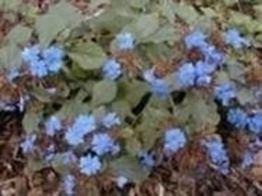 ceratostigma