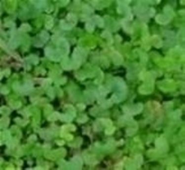 Dichondra