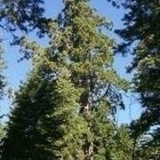 Sequoia