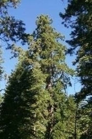 Sequoia