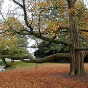 alberi ad alto fusto