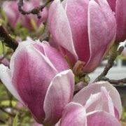 Magnolia soulangeana