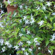 jasminum