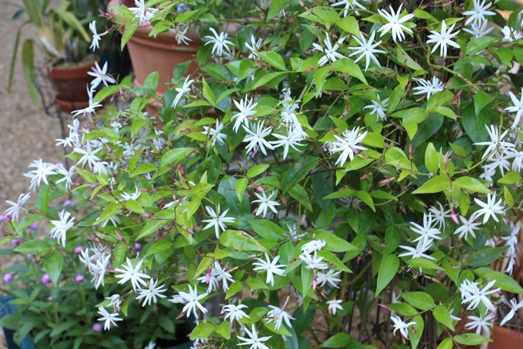 jasminum