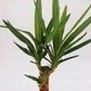 Yucca