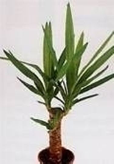 Yucca