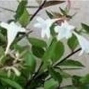 Abelia 