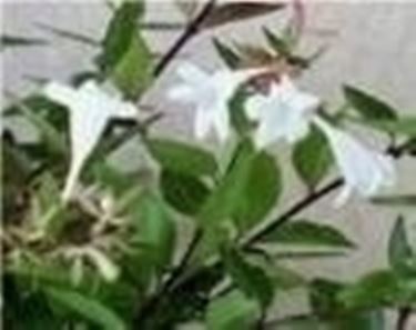 Abelia 