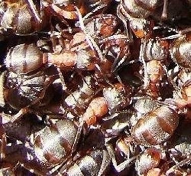 Invasione di formiche domande e risposte giardinaggio Eliminare le formiche