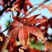 Acer palmatum