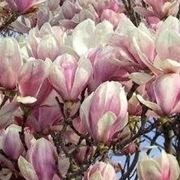 magnolia