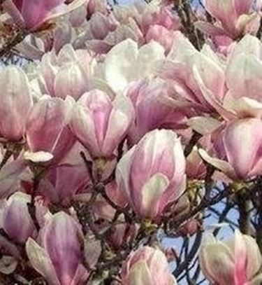 magnolia